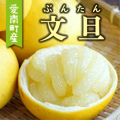 先行予約 文旦 2kg