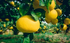 訳あり 土佐文旦 5kg 松岡農園