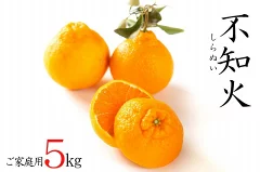 不知火約5kg 15～24玉入り 訳あり　和歌山県海南市