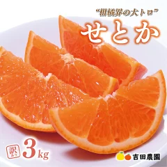 高評価 ★4.76 数量限定 先行予約 せとか 3kg