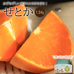 せとか 1.5kg（M〜3L）愛媛県松山市
