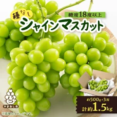 山梨市産 シャインマスカット(種なし) 1.5kg
