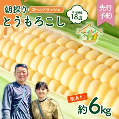 【 訳あり 】 深夜採り 朝出荷 ゴールドラッシュ 約6kg　茨城県八千代町