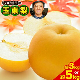 期間限定 坂田農園 玉東梨 約5kg 熊本県玉東町