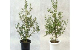 ふるさと納税オリーブの木還元率第2位：プロが選ぶ観葉植物～平和のシンボル オリーブ～ 8号鉢　埼玉県白岡市