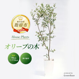 「室内インテリア向け鉢植え」ランキング第2位：オリーブの木(90cm〜110cm)インテリアグリーン 受け皿付き 