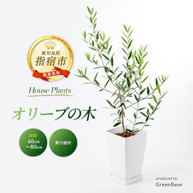 「室内インテリア向け鉢植え」ランキング第3位：オリーブの木60cm〜80cm 南国鹿児島県で育った 観葉植物！　鹿児島県指宿市