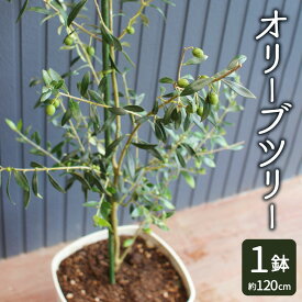 ふるさと納税オリーブの木還元率第3位：オリーブツリー 1鉢 28型 約120cm 育成ガイドブック付き　熊本県水俣市