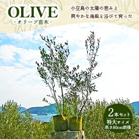 「お庭づくり向け複数本セット」ランキング第1位：【 小豆島 】小豆島のオリーブ苗木　2本セット　（特大） 地域のお礼の品　香川県土庄町