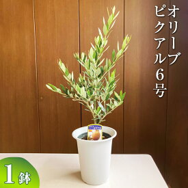 ふるさと納税オリーブの木還元率第5位：オリーブ ピクアル6号