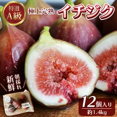 【和歌山県新宮市】樹上完熟イチジク 特選 A 級品 M〜L サイズ 総重量 約 1.4 kg