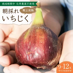 【岐阜県岐阜市】完熟いちじく 9〜12玉