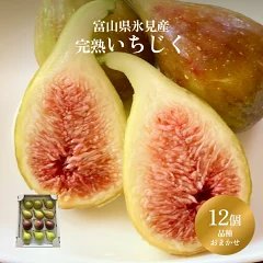 【富山県氷見市】くまなし長谷川果樹園のいちじく 12個